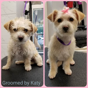 Grooming - Pet Orphans of Southern California