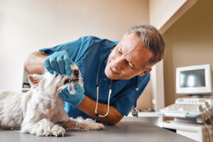 Get the Facts About the Best Pet Dental Services in Reseda CA