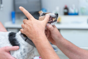 What is Pet Dental Disease and When Should You Call for Pet Dental Services in North Hills CA?