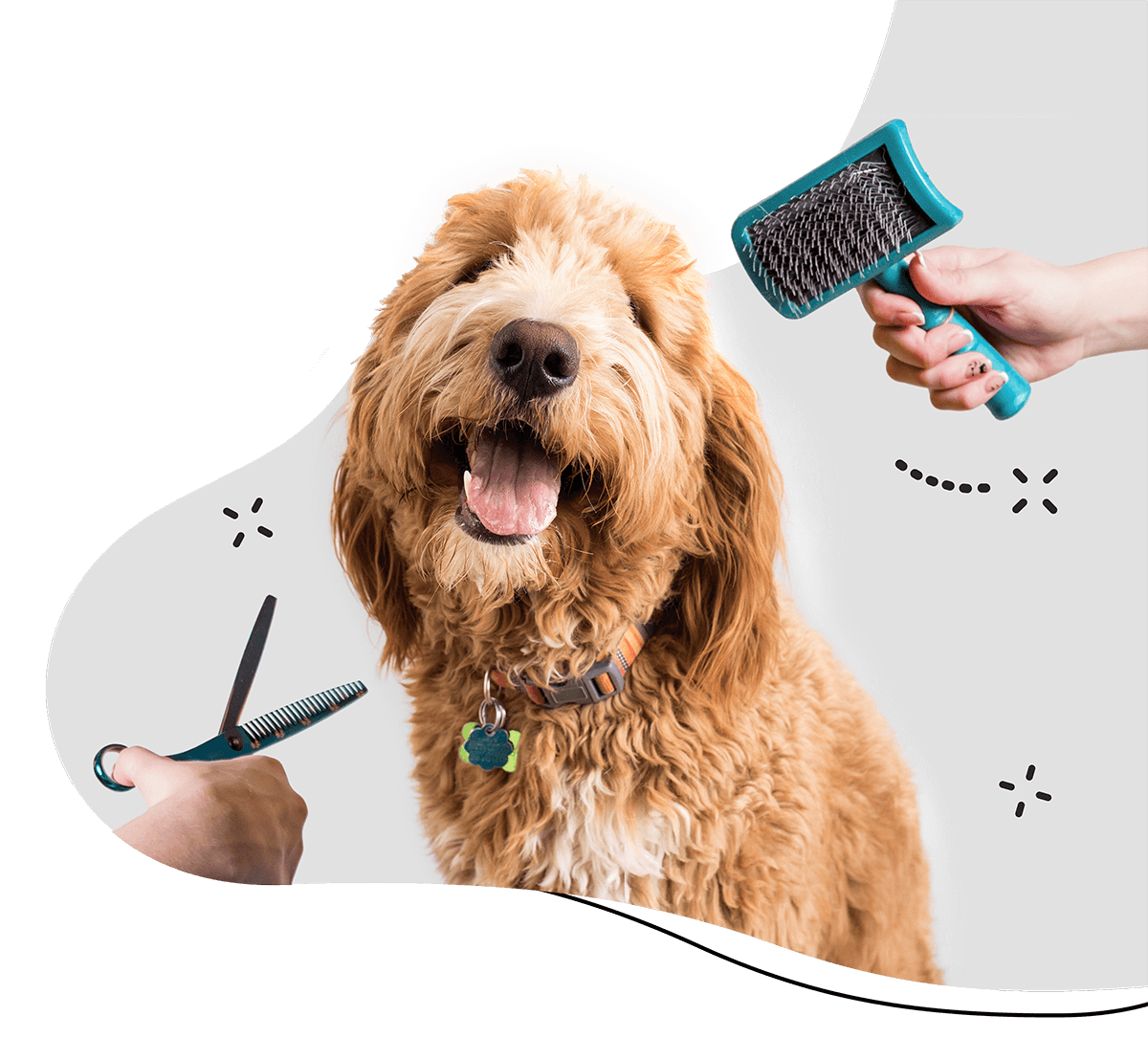How long does it take to groom a dog? How can you groom a dog quickly?