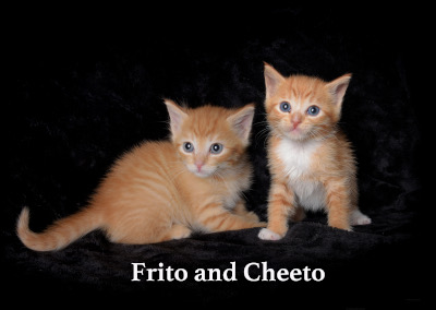 Frito and Cheeto