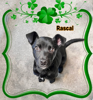 Rascal