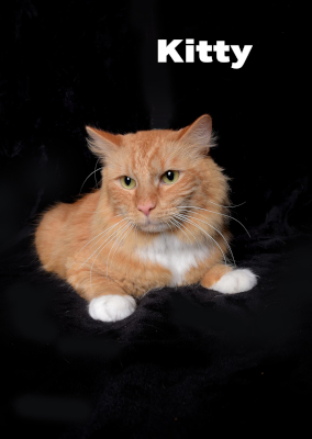 Kitty