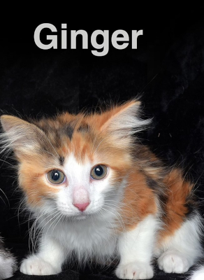 Ginger